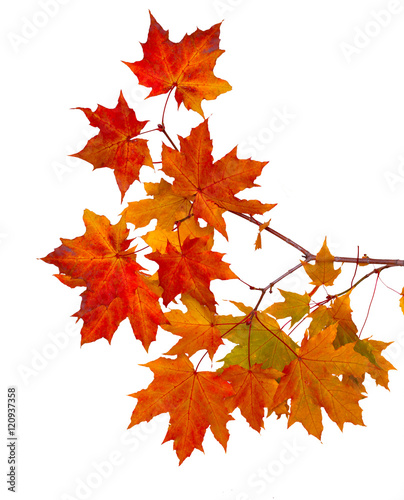 Branch of autumn leaves isolated on white background