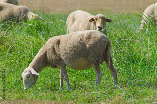 Herd of sheeps grazing in galicia