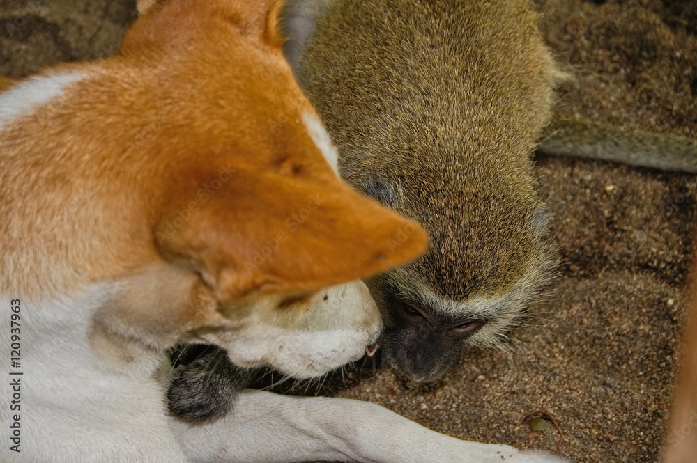 Vervet monkey playing with a dog Vervet monkey playing with a dog