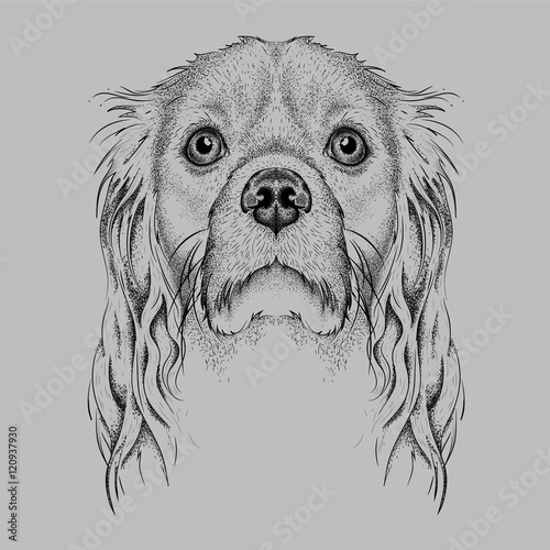 Hand draw Cocker Spaniel portrait. Hand draw vector illustration