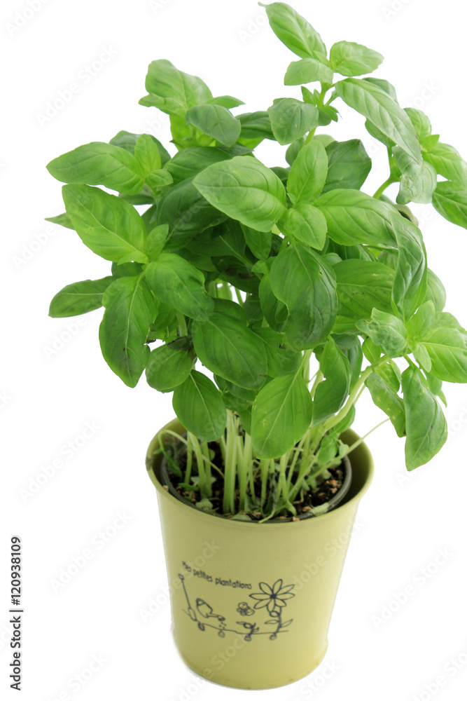 pot de basilic