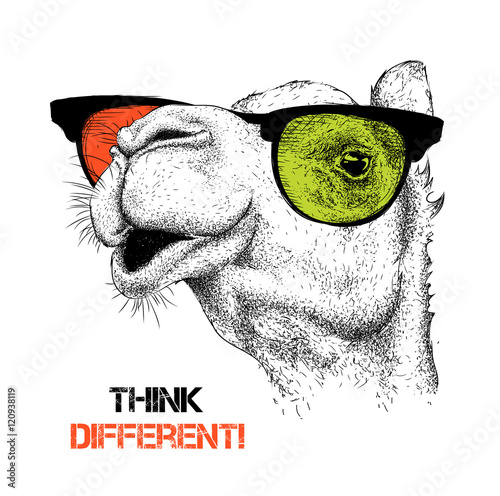 Portrait of the camel in the colored glasses. Think different. Vector illustration.