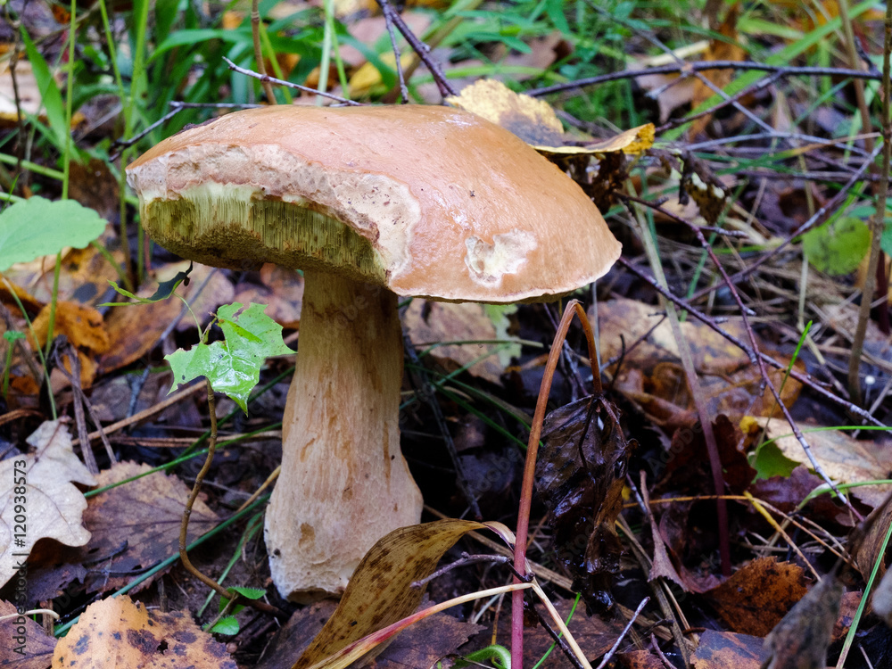 Fototapeta premium Boletus in the forest 