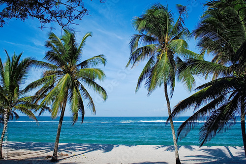 Beach with palms in Kenya  Tiwi beach