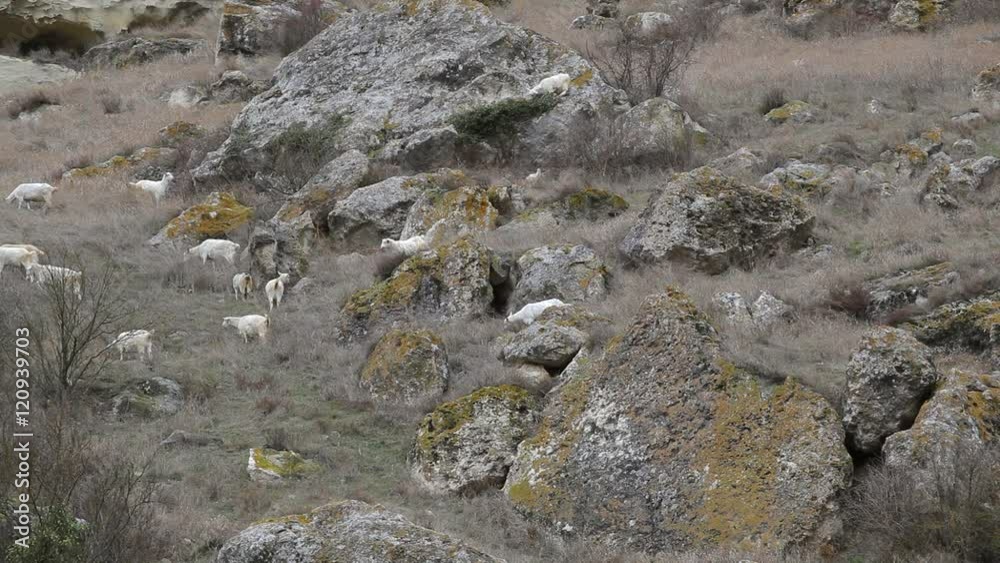 Goats on a mountain pasture Goats on a mountain pasture
