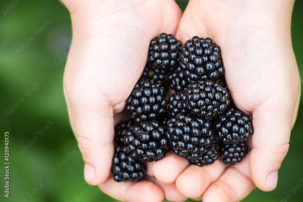 Ripe juicy blackberries in the hands of children Ripe juicy blackberries in the hands of children