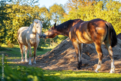 Horse love and confrontation 