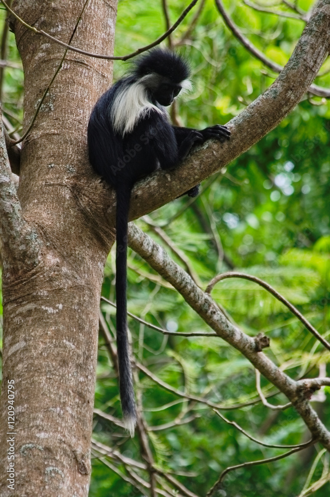Obraz premium Young black and white colobus monkey