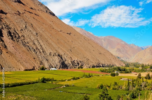 Long shot of fields of pisco plantations in the middle of hills in the Elqui Valley in Chile, South America photo