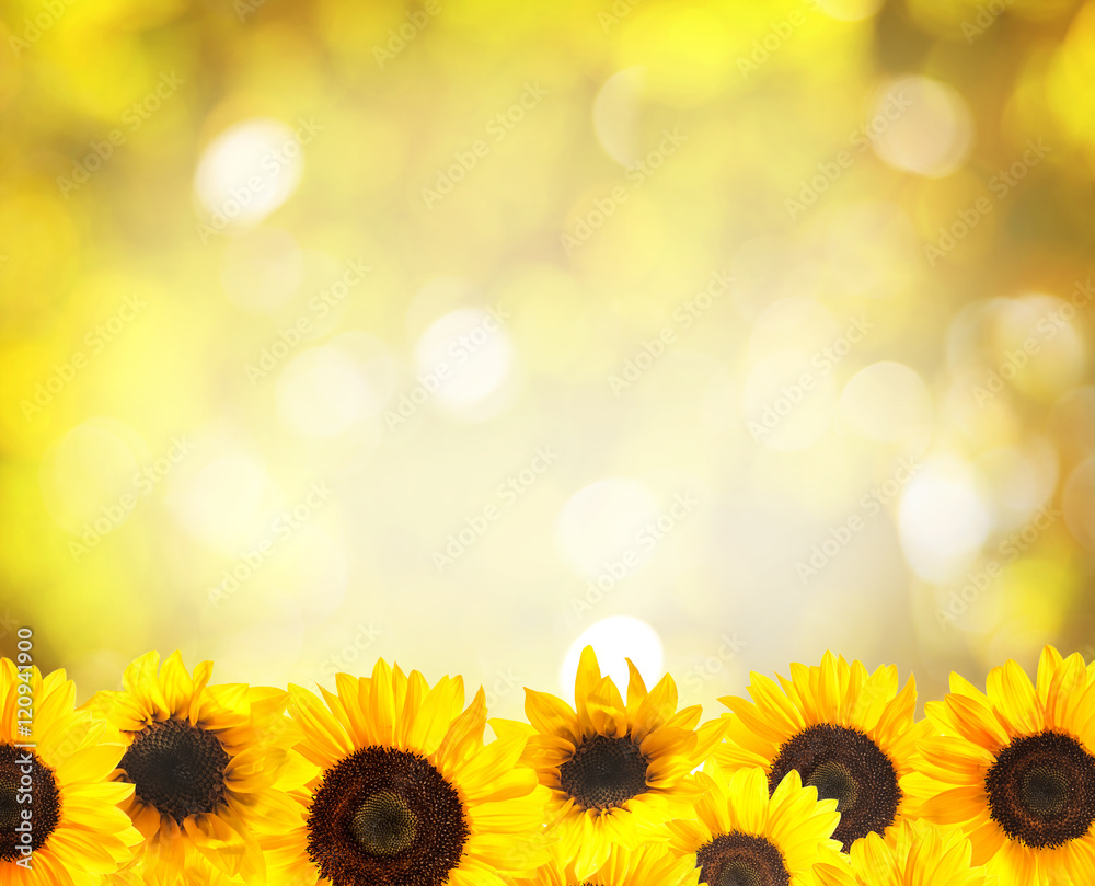 Naklejka premium Yellow sunflowers background