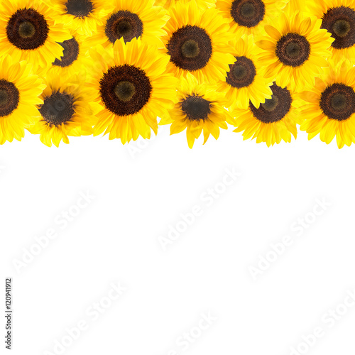 Fototapeta Naklejka Na Ścianę i Meble -  Yellow sunflowers background
