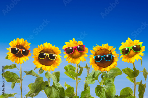 Fototapeta Naklejka Na Ścianę i Meble -  Sunflowers with sunglasses