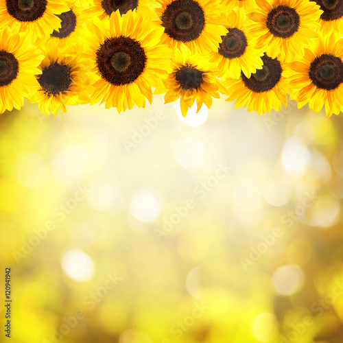 Fototapeta Naklejka Na Ścianę i Meble -  Yellow sunflowers background