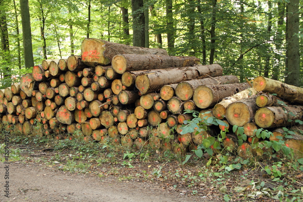 Holzpolter im Wald