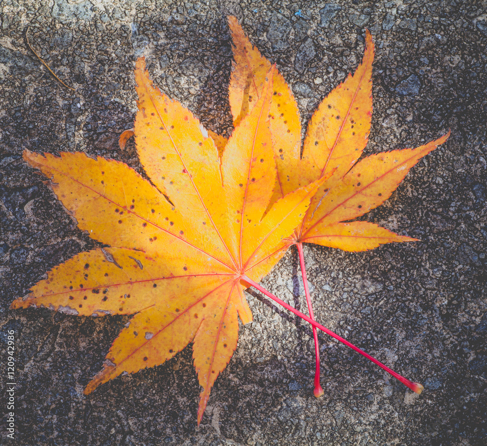 Yellow maple leaves fall on stone floor Yellow maple leaves fall on stone floor
