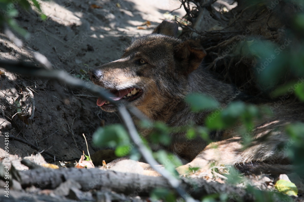 Iberian wolf, Canis lupus signatus, is threatened with extinction