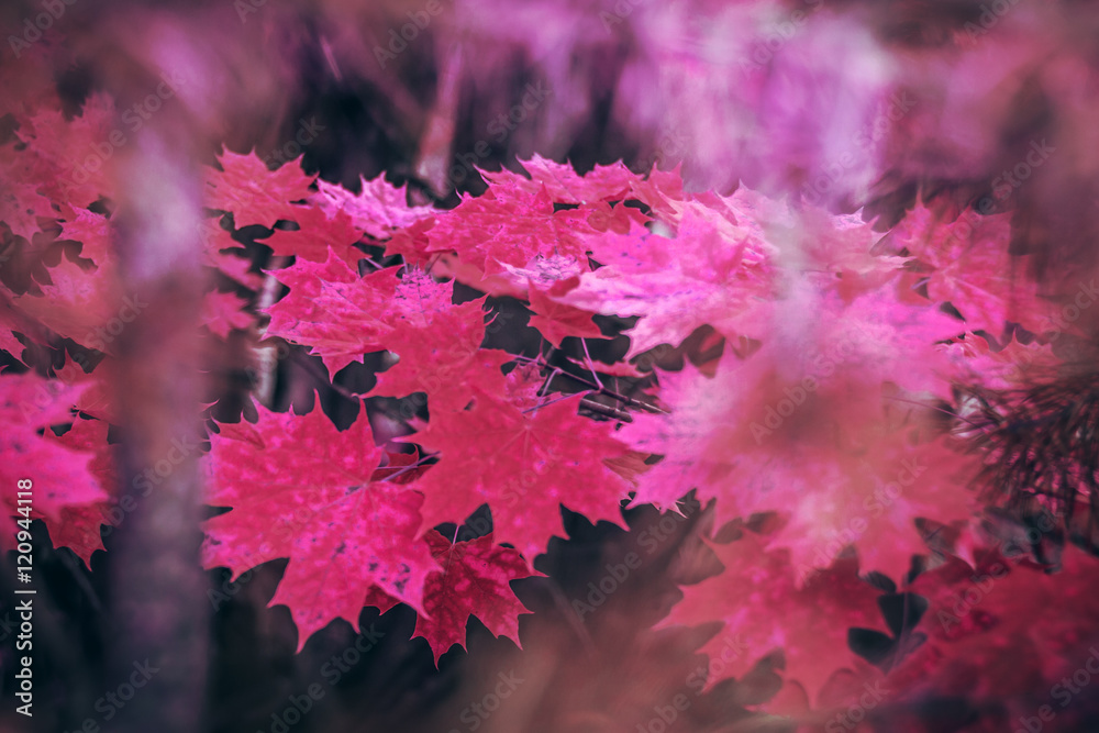 Vibrant-red amazing autumn leaves maple background Vibrant-red amazing autumn leaves maple background