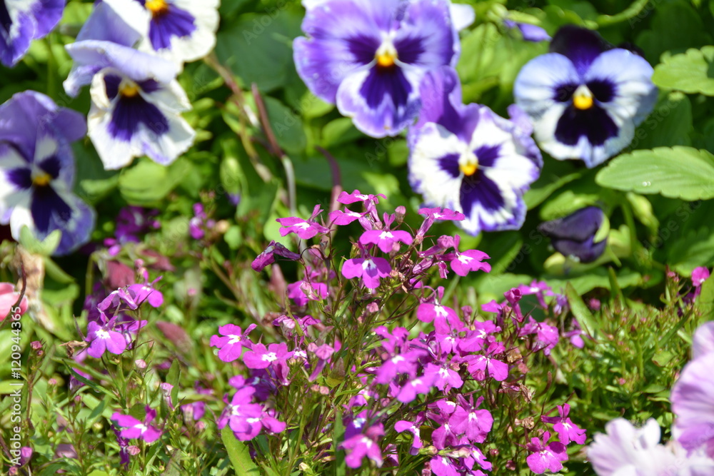 Beautiful violet flowers in bloom 