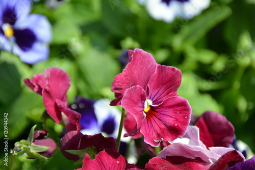 Fototapeta Naklejka Na Ścianę i Meble -  Beautiful red violet flowers 
