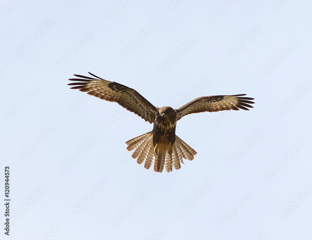 Common Buzzard in flight, Buteo buteo Common Buzzard in flight, Buteo buteo