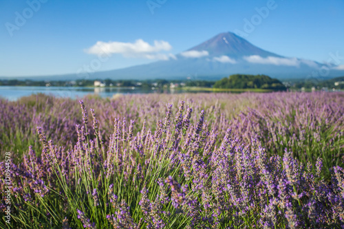 The purple color of lavender and Mountain Fuji in background near the shoreline of The Lake Kawaguchiko