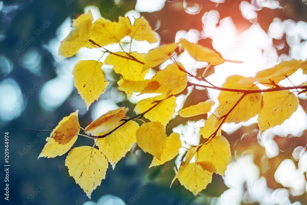 Obraz premium yellow autumn leaves on a tree in sun beams, close up