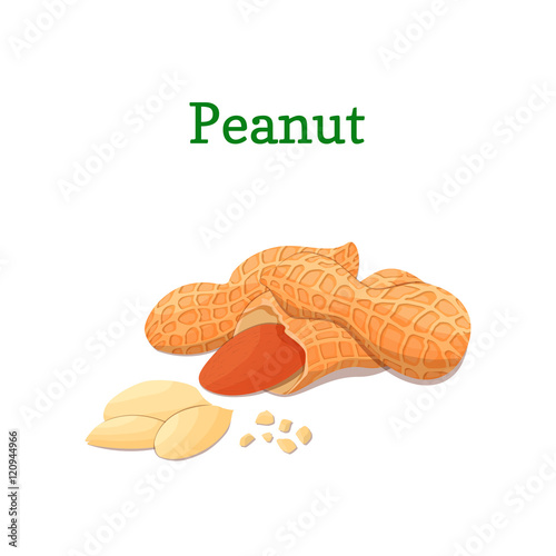 Peanut nuts vector illustration of a handful of groundnut isolated on white background it can be used as packaging design element, printing brochures on healthy and vegetarian diet