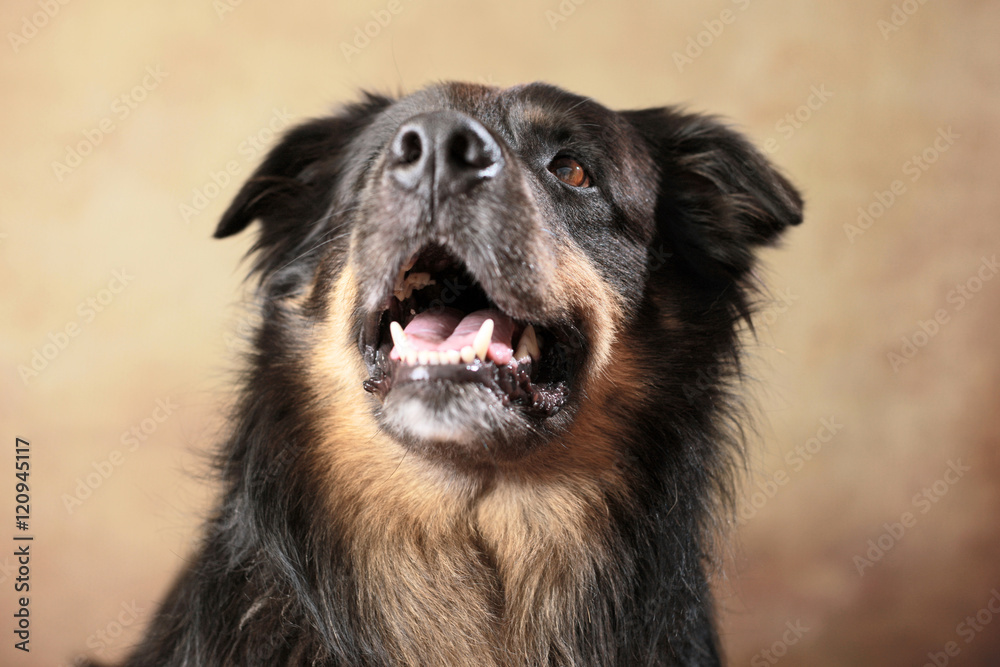 Fototapeta premium Australian Shepherd im Studio
