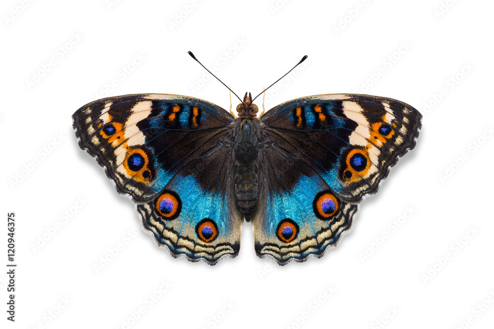 Obraz premium Motyl niebieski bratek