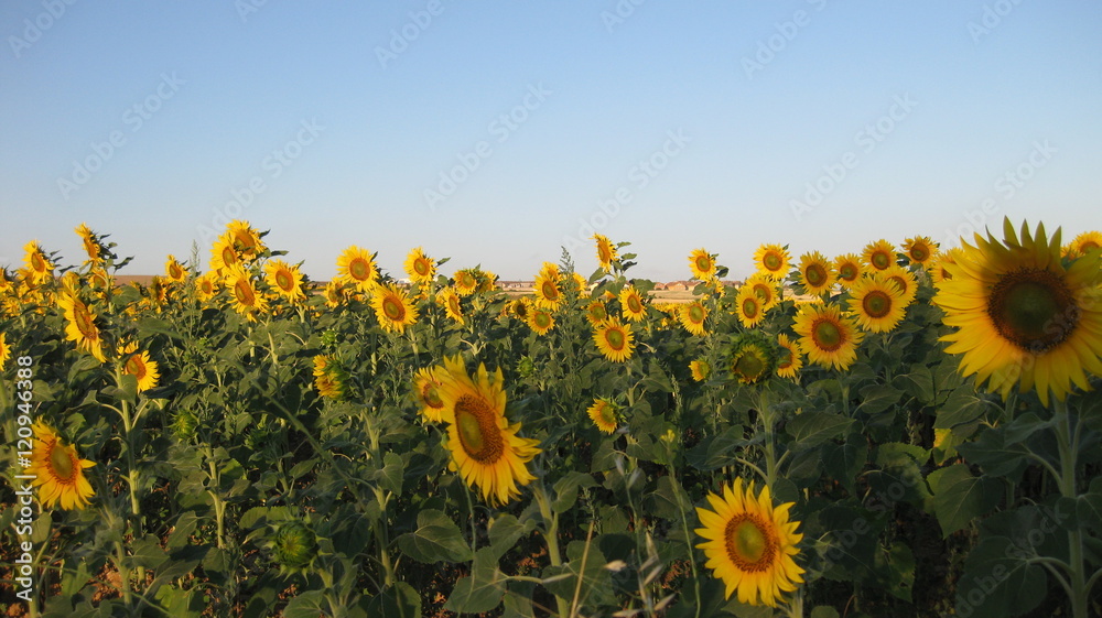 Obraz premium Fondos de campos de girasoles. 
