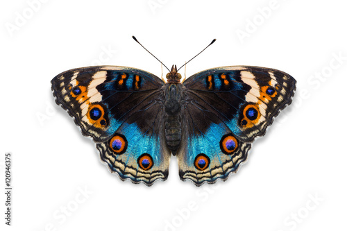 Blue pansy butterfly