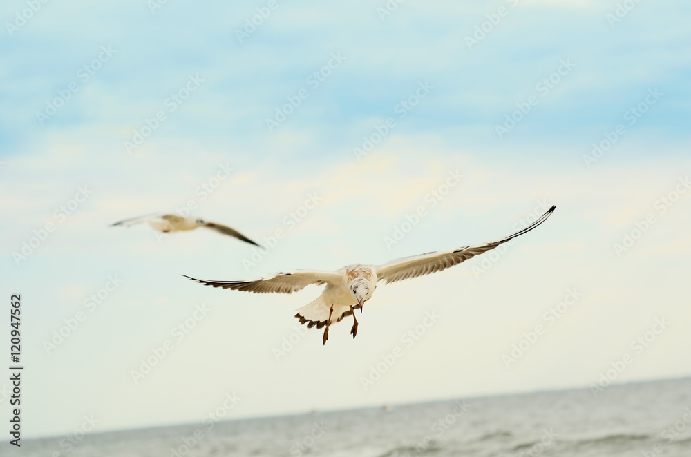 Naklejka premium Two Seagulls in the blue sky.