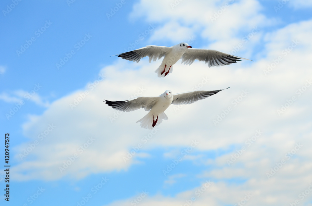 Two Seagulls in the blue sky. Two Seagulls in the blue sky.
