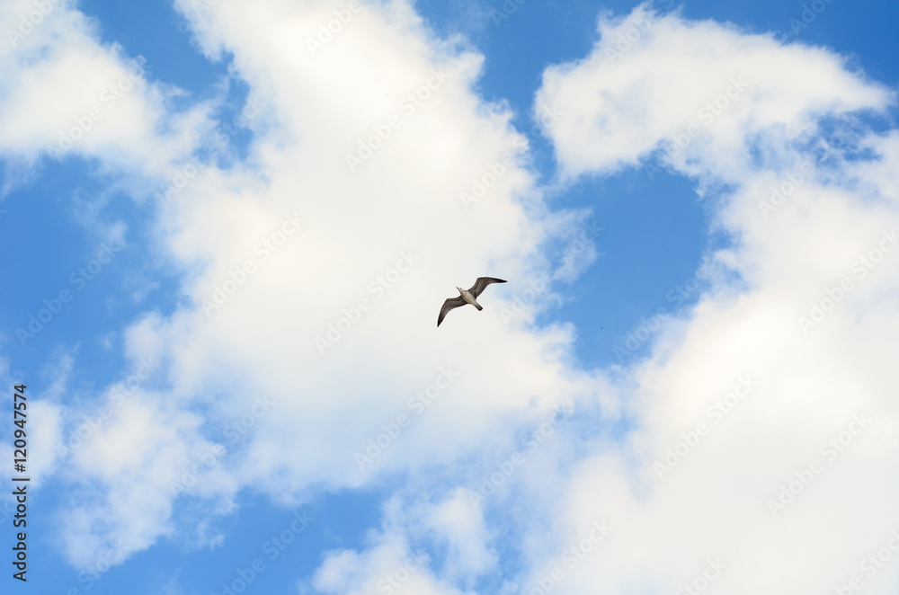 Seagull in the blue sky.