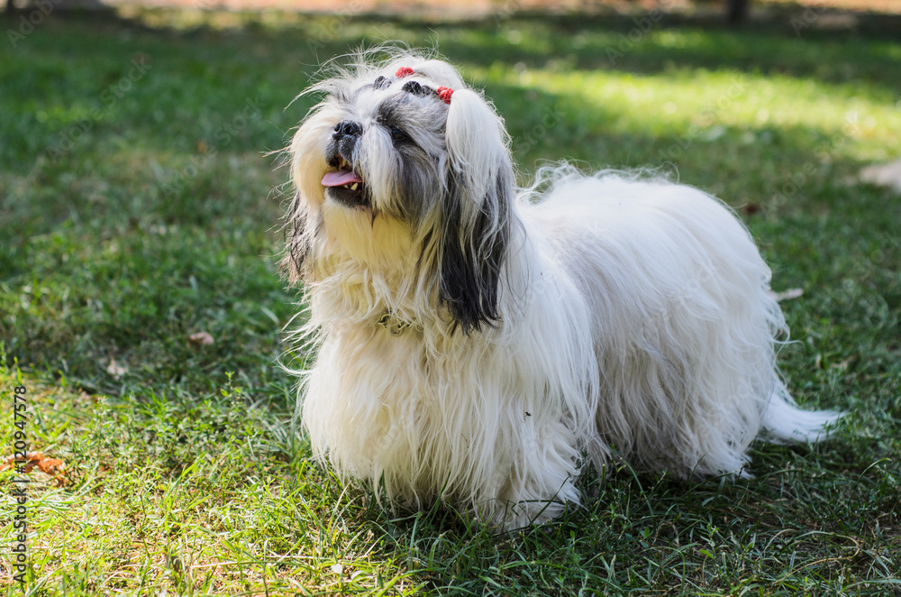 Shih tzu dog on grass. Shih tzu dog on grass.