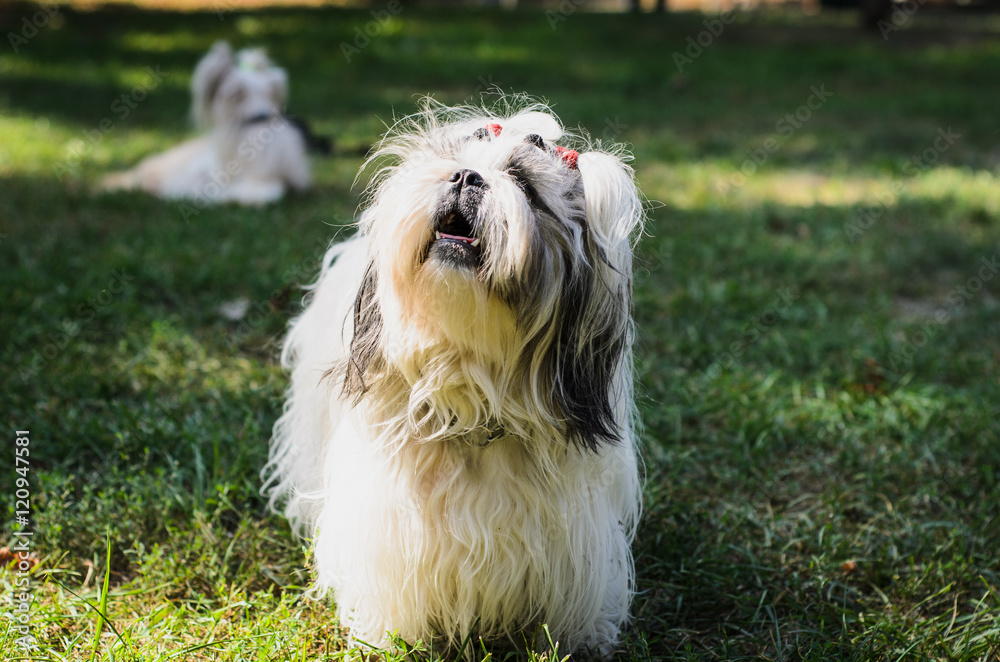 Shih tzu dog on grass. Shih tzu dog on grass.