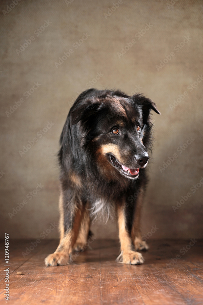 stehender Australian Shepherd im Studio stehender Australian Shepherd im Studio