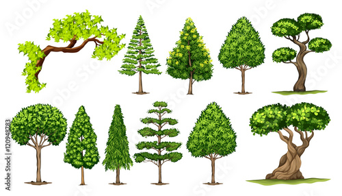 Different kinds of trees