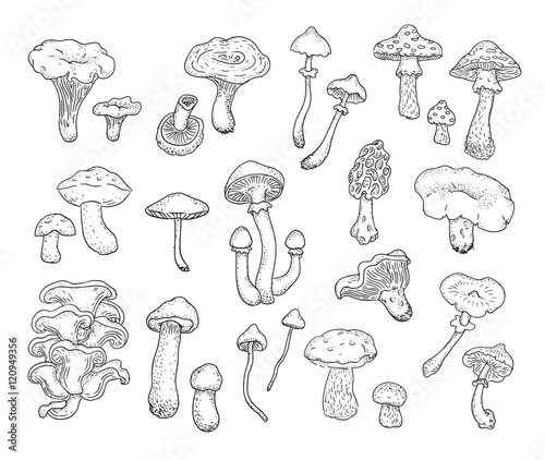 Mushrooms. Set of different types of forest mushrooms drawn by hand. Vector.