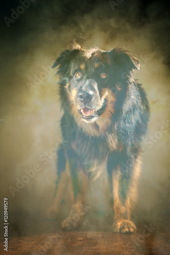 Im Nebel stehender Australian Shepherd im Studio © Jana Behr