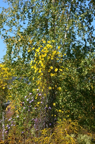 Gelb blühender Bauerngarten - Herbstgarten - hochwachsend 