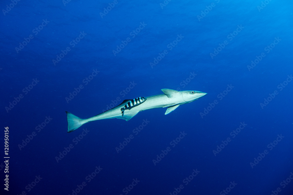 Suckerfish in the red sea Suckerfish in the red sea