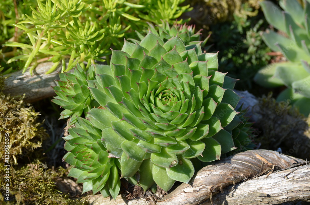 Fototapeta premium Dach-Hauswurz (Sempervivum spec.) im Steingarten