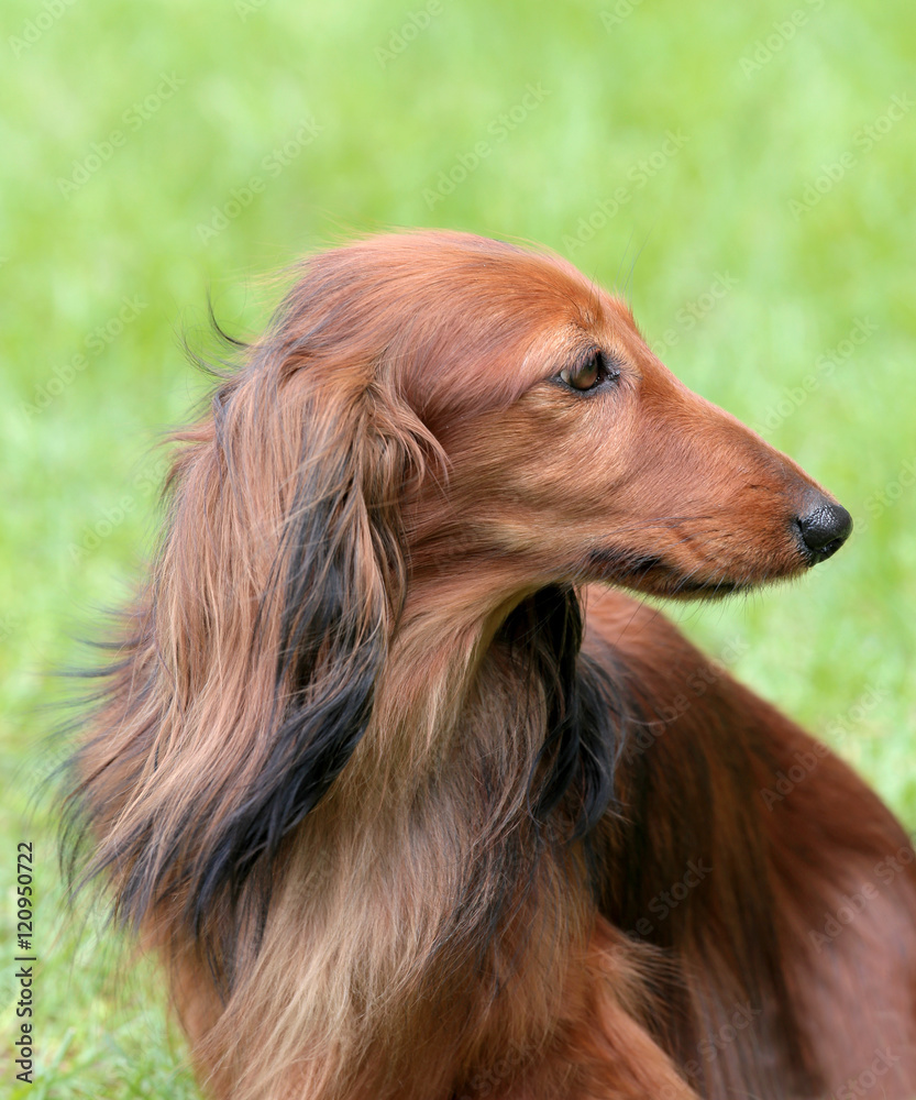 Typical Dachshund Long-haired Standard Red in the garden Typical Dachshund Long-haired Standard Red in the garden