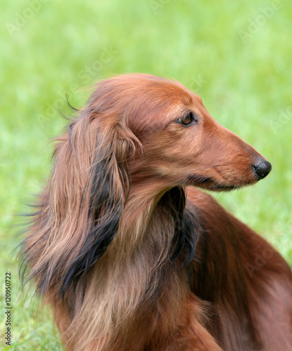 Wallpaper Mural Typical Dachshund Long-haired Standard Red in the garden Torontodigital.ca
