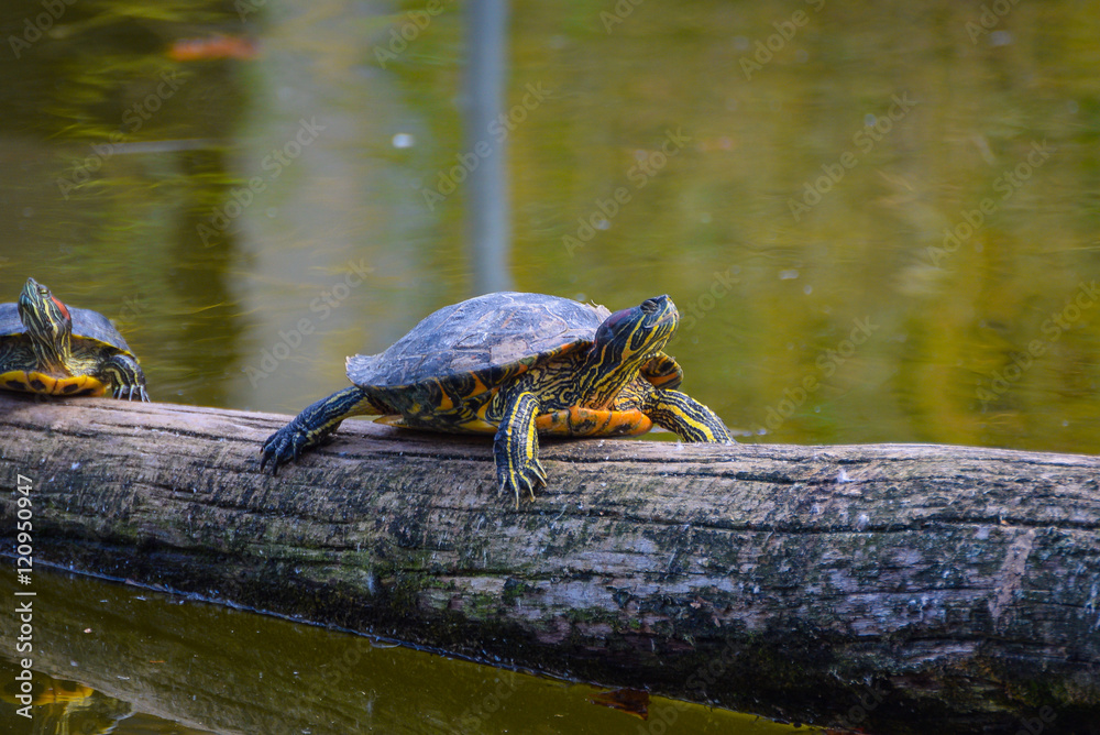 Obraz premium Süßwasserschildkröte in Schönbrunn