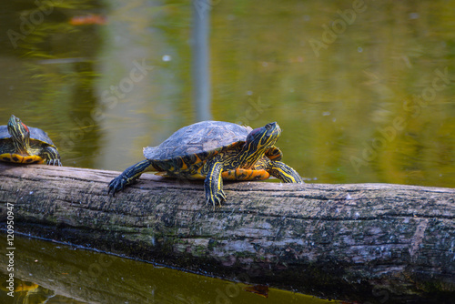 Süßwasserschildkröte in Schönbrunn