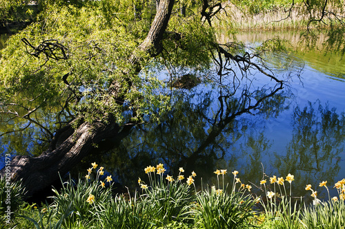 Nature landscape, tree branches reflectiong on blue river waters photo