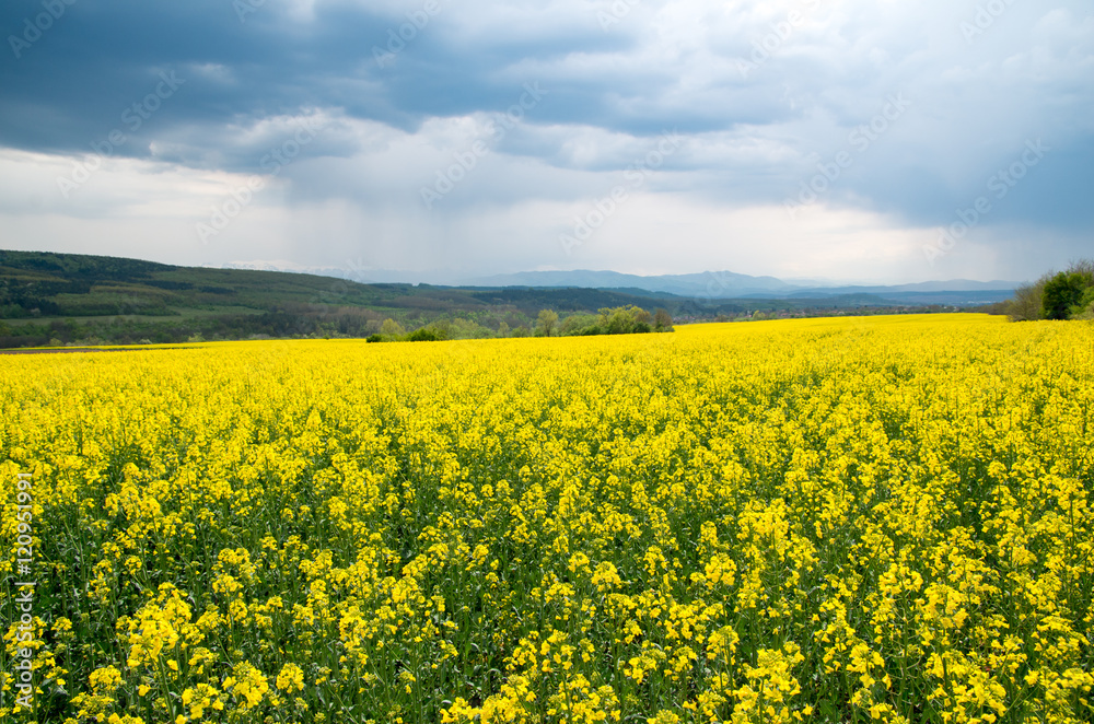 Agricultural field with blossoming colza. Agricultural field with blossoming colza.