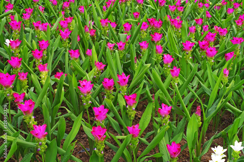 Siam tulip flower group in the garden